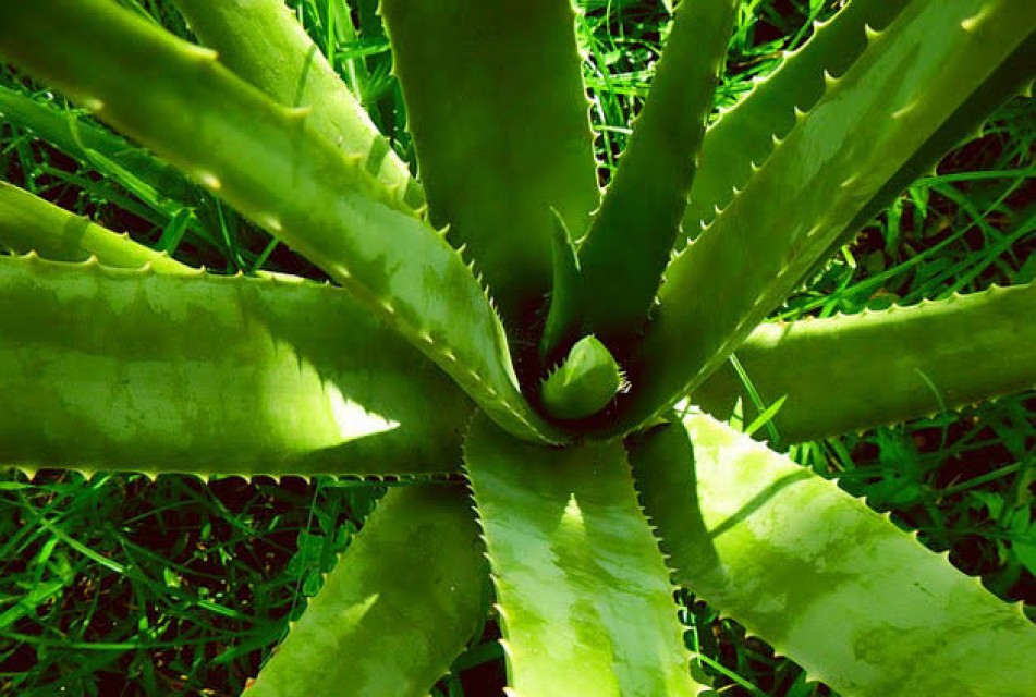 Aloe Vera Leaf - Natural Hair Care & Skin Benefits